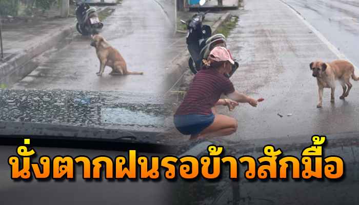 เจ้าตูบนั่งตากฝนนั่งมองด้วยความหิว ความหวังแม้น้อยนิดจะได้กิน