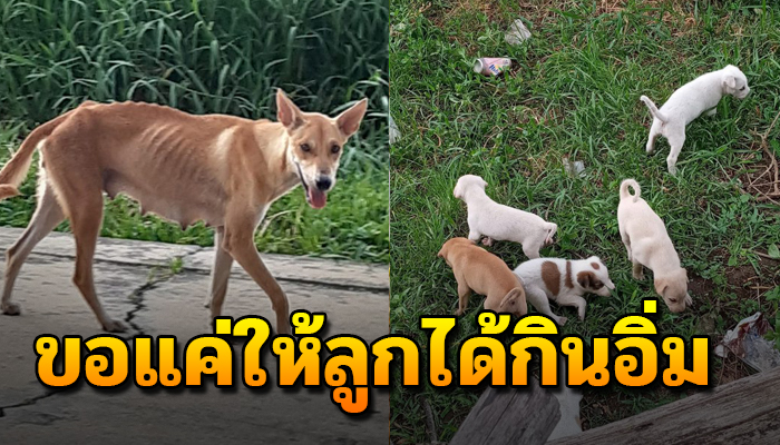 สัญชาตญาณความเป็นแม่ แม้จะเหน็บเหนื่อ ผอม แต่ก็หาทุกอย่างให้ลูกอิ่ม