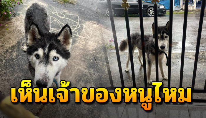 เจ้าตูบไซบีเรียนผู้ซื่อสัตย์ ออกเดินทางตามหาเจ้าของซึ่งนำตัวเองมาปล่อย