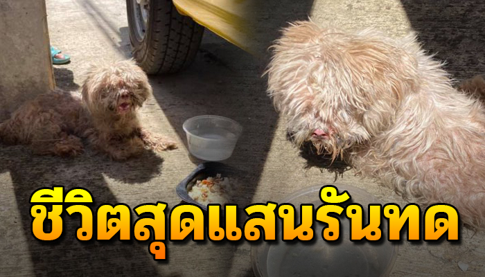 ชีวิตรันทดนอนตากแดดไร้เรี่ยวแรงซ้ำถูกเจ้าถิ่นฟัด ช้ำรำพันต้องปาดน้ำตาเดินออก