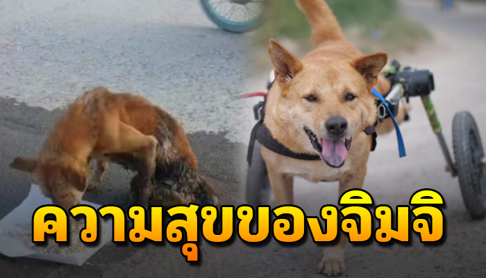 สุนัขจรนอนตากแดดขาหน้าสองข้างคลาน ได้กลับมาใช้ชีวิตเป็นปกติวิ่งเล่นอีกครั้ง