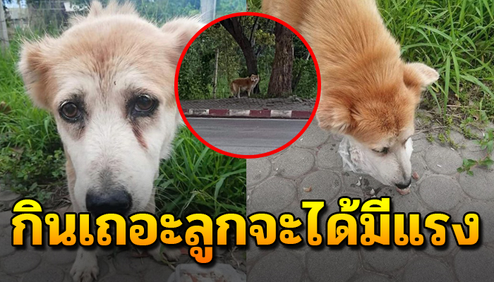 ต้องทนกินเพื่ออยู่จะได้มีแรงไว้ รอเจ้าของ เอามาปล่อยทิ้งไว้