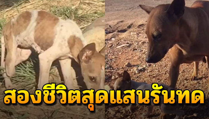2 สุนัขแม่ลูกสู้ทน โดดเดี่ยวไร้ซุกหัวนอนซ้ำลูกน้อยเหลือสามขา