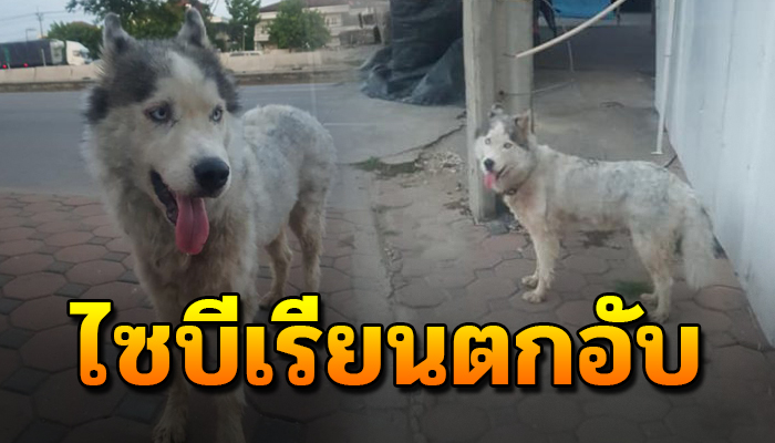 ไซบีเรียน ต้องการความรักจากเจ้าของ ไม่ไช่เลี้ยงแบบปล่อย แบบนี้