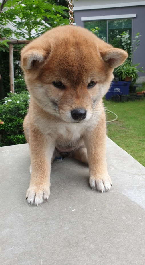 [ขาย] น้องชิบะสายพันธ์แท้ ลูกแช้มป์นำเข้า
