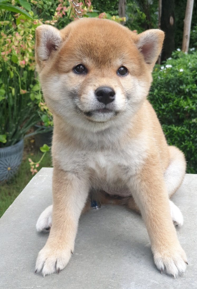 [ขาย] น้องชิบะสายพันธ์แท้ ลูกแช้มป์นำเข้า