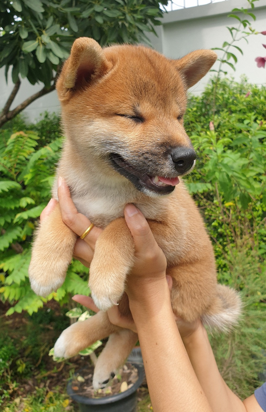 [ขาย] น้องชิบะสายพันธ์แท้ ลูกแช้มป์นำเข้า