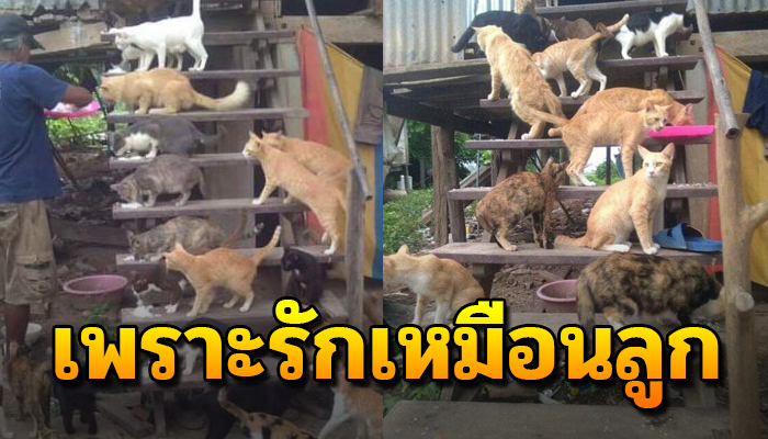 เรารับเลี้ยงด้วยความเต็มใจ รับเลี้ยงแมวจร ถึงพ่อจะจนแต่เรารักเหมือนลูก