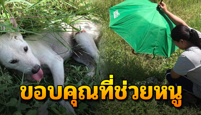 เจ้าสุนัขน่าเห็นใจ ถูกรถชนขยับตัวไม่ได้ นอนตากแดดแรมวันแรมคืน