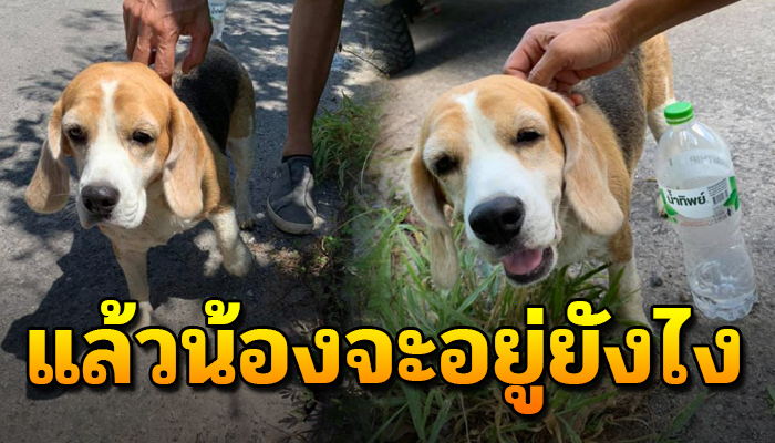 เจ้าบีเกิ้ลตัวน้อยจะใช้ชีวิตอย่างไร เมื่ออยู่อย่างเดียวดายถ้าไม่มีผู้ดูแล