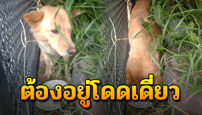 เจ้าตูบ ใช้ชีวิตเร่ร่อนไปเรื่อย เเต่ไปไหนไม่ได้ไกล เพราะยังรอเจ้าของกลับมา