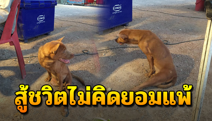 เจ้าตูบ สองขาสู้ชวิตไม่คิดยอมแพ้ ตะเกียกตะกายดิ้นรนเพื่อความอยู่รอด