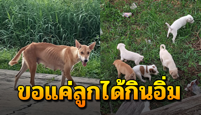 แม่หมา ไร้ผอมหิวโซ หาข้าวให้ลูกกิน แม้ตัวเองนั้นอดอยาก