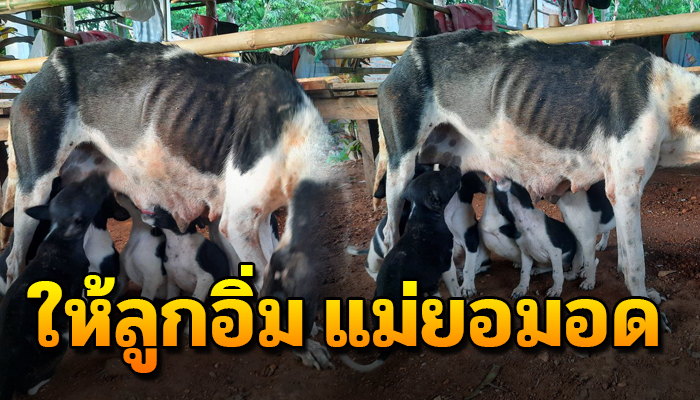 แม่แม้ตัวจะไร้เรี่ยวแรง ยอมเดินหาข้าวปลาให้ลูกอิ่มท้อง