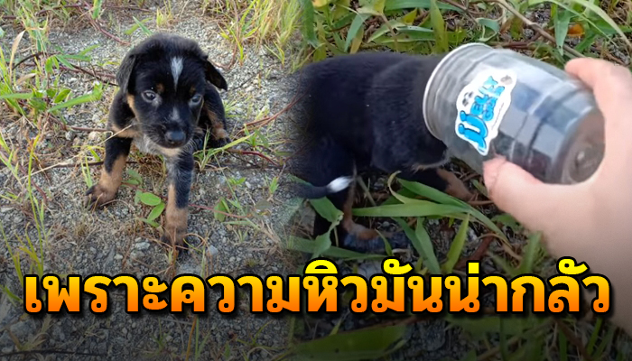 ไร้แม้กระทั่งไออุ่นของแม่ ต้องอยู่คนเดียว ท่ามกลางสัตว์เล็กใหญ่