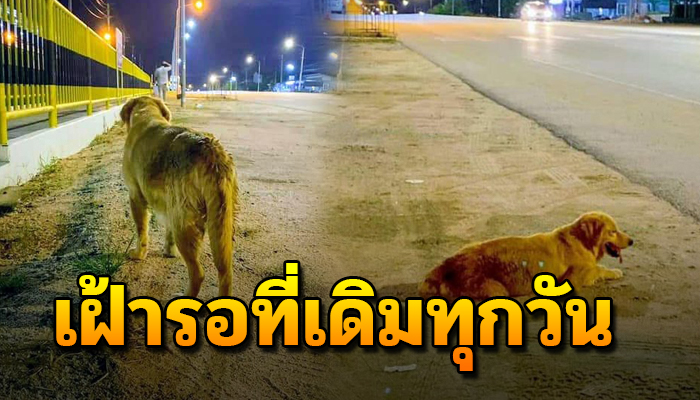 เพราะว่ารักจำต้องรอ ถึงแม้จะรออย่างไร้ความหวัง