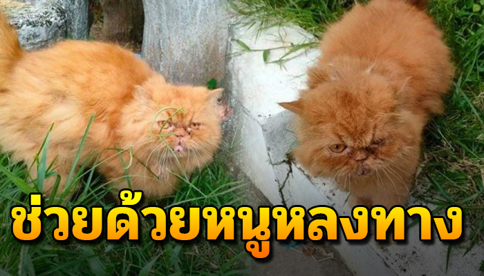 จากมีเจ้าของ ต้องเดินเร่ทนเป็นแมวจร ขนเริ่มเป็นก้อนหาเจ้าของยังไม่เจอ