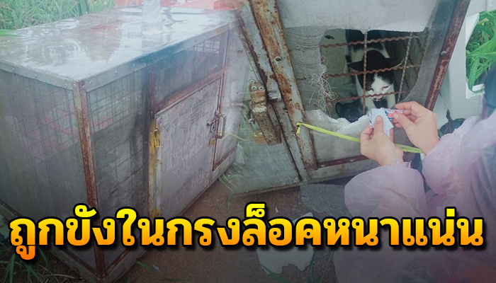 ทำกันได้ลงเอาแม่แมวพร้อมลูกกว่า3ชีวิต นำมาปล่อยให้อยู่ในกรงล็อคแน่นตากแดดฝน