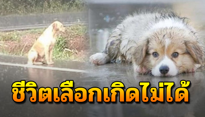 จำต้องนอนตากฝนไร้ที่กำบัง เพราะเกิดเป็นหมาจร ไร้คนรักไร้คนสนใจ