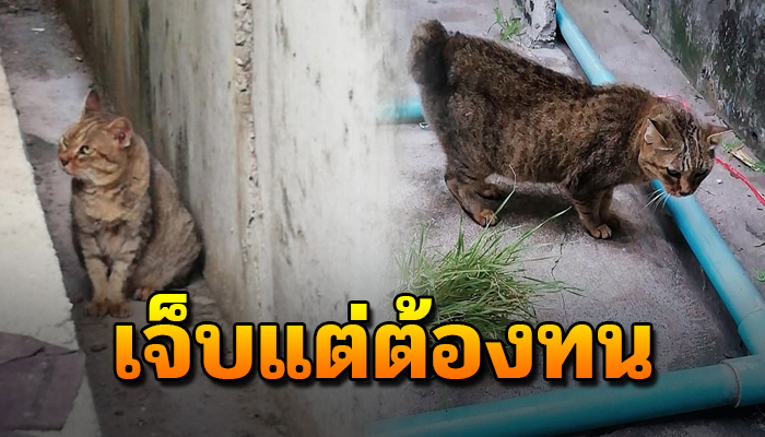 ต้องเดินเร่ ตัวเจ็บหนักไร้ความสุข หวังใครสักคนช่วยพาไปรักษา ก่อนจะจากโลกไป