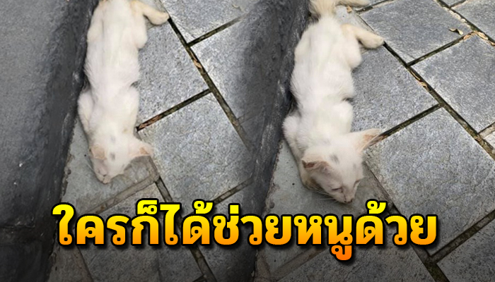 นอนสิ้นหวังอยู่เพียงลำพัง ตัวก็ยังเล็กหายใจรวยริน หวังให้คนมาช่วย