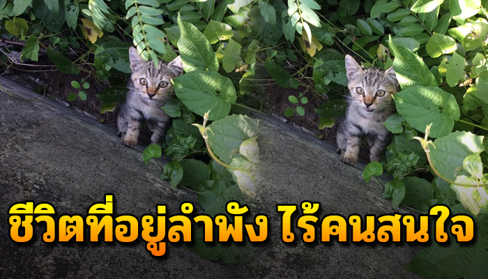 ทุกชีวิตมีค่าเสมอ แต่ไม่เคยมองเห็นว่ามีตัวตน ถูกทิ้งพี่น้องจากไปเหลือตัวเดียว