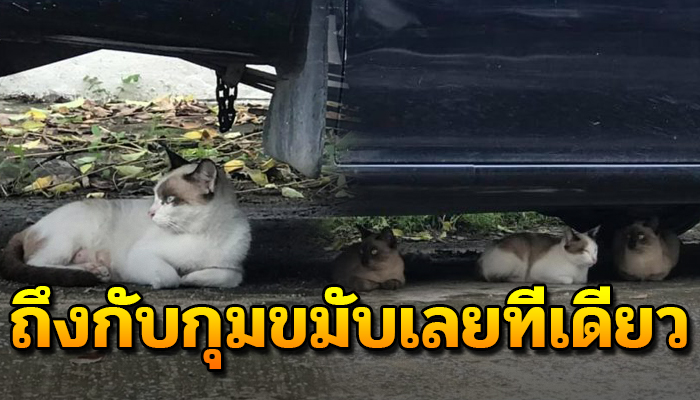 เดือนที่แล้วให้อาหาร 3 ตัว หลายวันผ่านไป เรียกพวกมา 11 ตัวถึงกับกุมขมับ