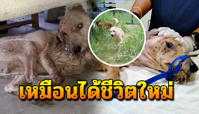 เหมือนใด้ชีวิตใหม่ ตอนนี้กลับมาใช้ชีวิตประจำวันได้ตามปกติ ได้แล้ว