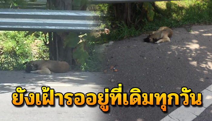 เพราะความซื่อสัตย์ยังคงเฝ้ารอคอยแรมเดือน รอว่าสักวันเจ้าของจะกลับมา