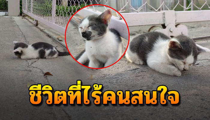เจ้าแมวน้อย นอนนิ่งไร้คนสนใจ หลักถูกรถชนนอนรอวันสิ้นใจ