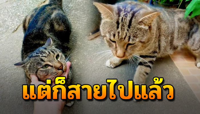 จากอดีตแมวลูกคุณหนูใจแตกยอมเทมนุดตามหารัก หลงระเริงกับสาวๆสักระยะแต่ก็สายไป