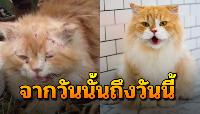 จากที่ไม่เคยคิดเลี้ยงแมว แต่กลับเป็นทาสแมวไม่รู้ตัวกับ5ปีนี้ที่มีแต่เรื่องวุ่นๆ