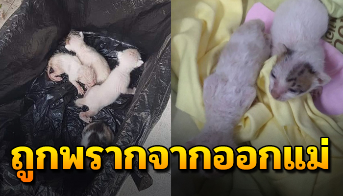 ถูกพรากแม่ไปจากอกเอาไปใส่ถุงดำปล่อยในถังขยะ จิตใจทำได้อย่างไร