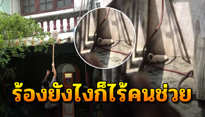 เจ้าแมวตกมาจากดาดฟ้าหล่นลงมาหลังคาบ้าน ไม่สนใจใจทำด้วยอะไรติดมาร่วมสามวัน