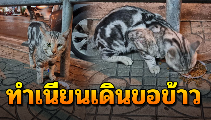 เห็นระหกเดินเร่มาขอข้าวยังเฝ้าให้สงสารอยู่ในใจ หลังคนทักมาบอกเป็นลูกเศรษฐี
