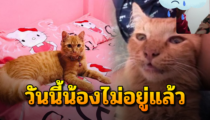 เจ้าแมวตรอมใจอยู่ต่อไม่ไหว หลังมีอาการซึมหนักเพราะพ่อจะไม่กลับบ้าน5 ปี
