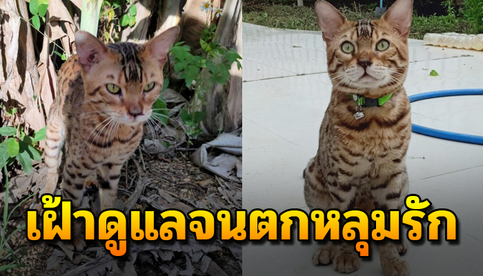 จากวันแรกหลงเดินเร่มายังคิดว่าเป็นเสือ เฝ้าดูแลจนตกหลุมรัก จะไม่คืนแล้วนะ