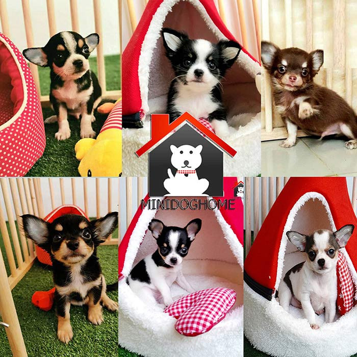 ฟาร์มชิวาวา ขายชิวาวา MiNidoghome