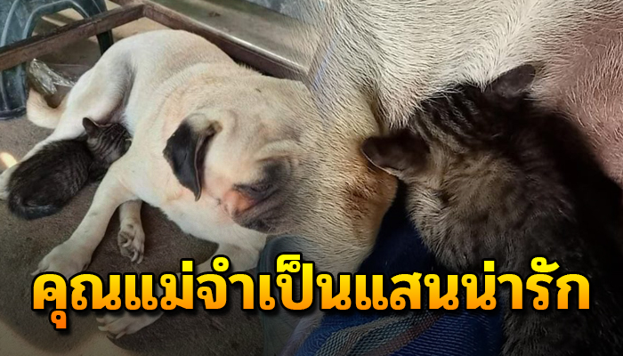 สุดแสนน่ารัก น้องตูบสุนัขพันธุ์ปั๊กกลายเป็นคุณแม่จำเป็น หลังแม่ช่วยน้องแมวจร