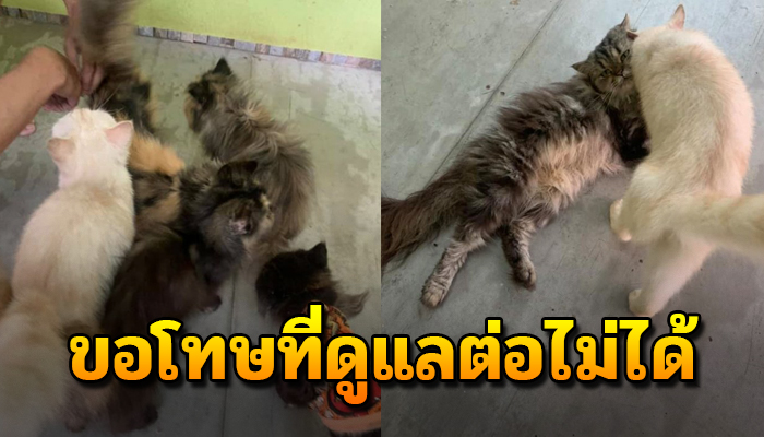 จำต้องยกให้คนอื่นเขาแม้เสียใจมาก แม้ใจจะขาดไม่มีเวลาดูแล เพราะต้องไปทำงาน ตจว