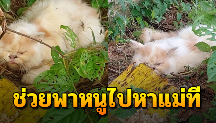 เดินเร่ร่อนหลังถูกรถชน เจ็บปวด และทุกข์ทนอยากกลับไปหาแม่ผู้ดูแล