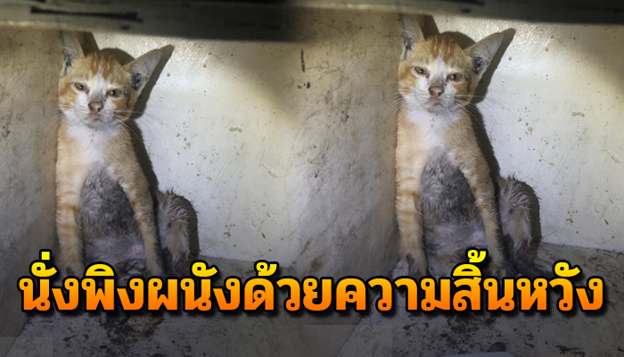 เกิดเป็นจรสุดอาภัพ ต้องมานั่งพิงผนังด้วยความสิ้นหวัง ทำไมถึงโชคร้ายขนาดนี้