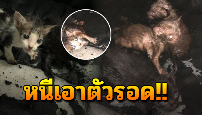 ตะเกียกตะกายหนีขึ้นเบาะปีนหนีน้ำ นอนหอบแห้งหายใจโรยรินแทบสิ้นใจ