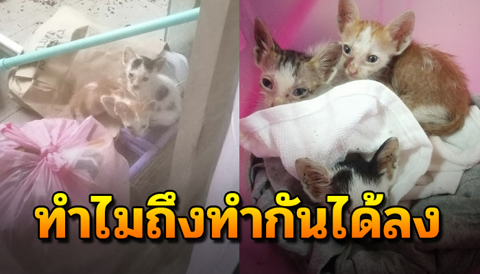 ทำลงได้อย่างไร โยนแมวเข้ามาระเบียงหลังห้อง เพราะไม่ชอบ ไม่อยากเลี้ยง