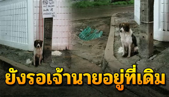 ยังนั่งอยู่จุดนี้ตั้งแต่เช้าถึงเย็นไม่ลุกไปไหน เพราะคิดว่าเจ้าของจะมารับกลับบ้าน