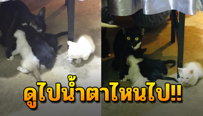 เป็นรูปที่ผมถ่ายไปน้ำตาไหลไป เจ้าแมวน้อยอยากกินนมแม่ แต่ดันผลักไสด้วยแมวอื่น