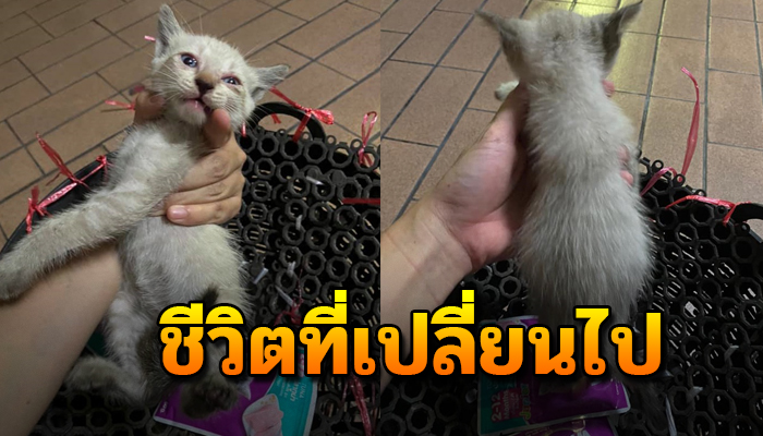 กระเสือกกระสนดิ้นรนอยากมีชีวิตอยู่ต่อ จนกลายเป็นแมวจรเพราะความจำเป็น
