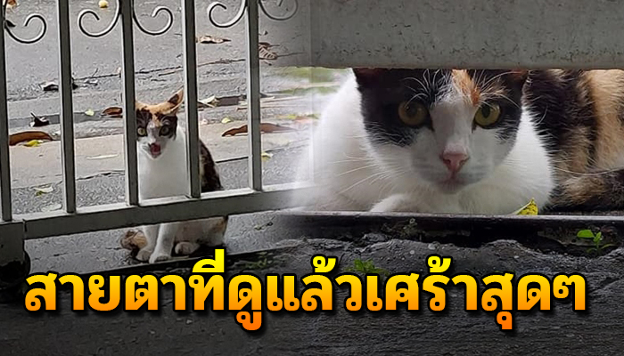 นั่งอยู่หน้าบ้านไม่ยอมไปไหน ฝนตกก็ต้องทนหวังเพียงความรักที่มอบให้กับบ้านหลังแรก