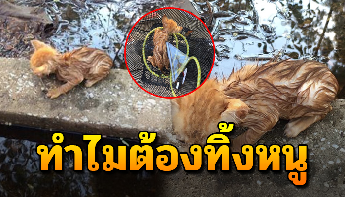 ถูกโยนลงน้ำจนตัวเปียก หนาวสั่นแม้พึ่งเกิดมา เกือบเอาชีวิตไม่รอด