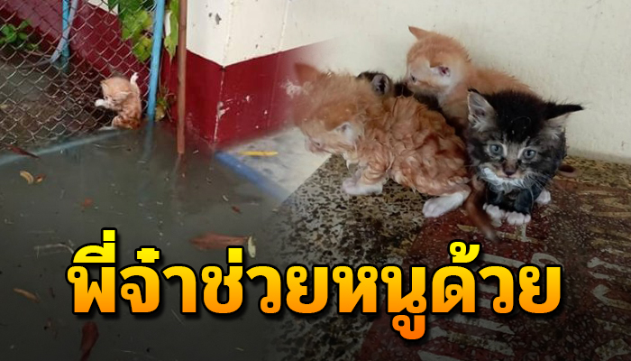 พี่จ๋าช่วยหนูด้วย เจ้าแมวน้อยปีนหนีน้ำหลังคนใจบาปเขาเอามาทิ้งที่วัด